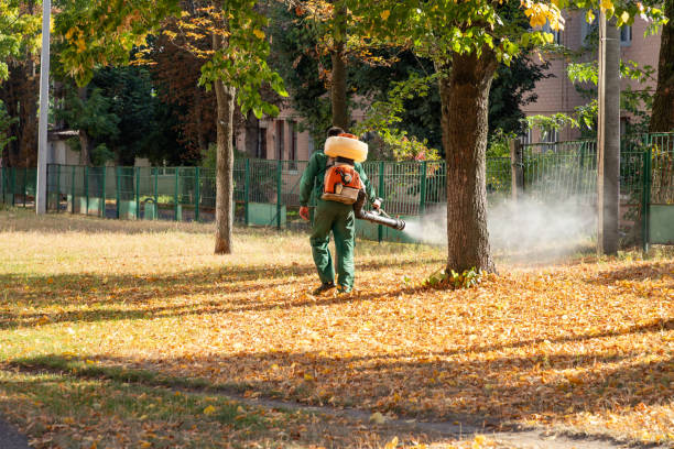 Best Termite Control Services  in Cloverleaf, TX