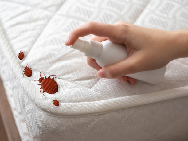 Best Spider Control Near Me  in Cloverleaf, TX